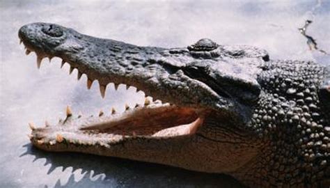 Difference in Crocodile vs. Alligator Snouts | Animals - mom.com