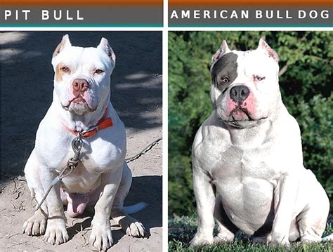 American Bulldog Vs Pitbull Fight