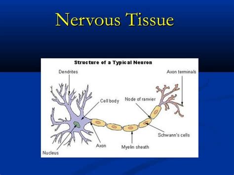 Nervous tissue (Histology)