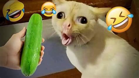 Funny Cat Video Compilation😹worlds Funniest Cat Videos😹funny Cat