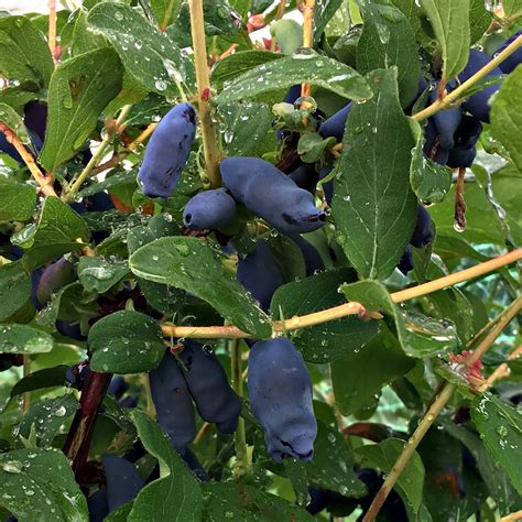 Honeyberry 'Aurora' – Lay of the Land Ltd