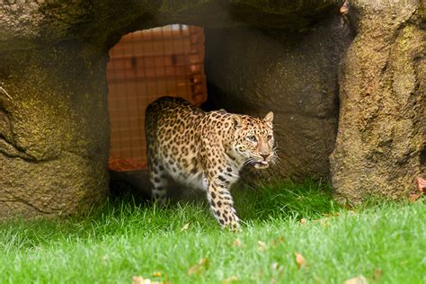 Maryland Zoo Welcomes Amur Leopard Sofiya Back to Renovated Habitat ...