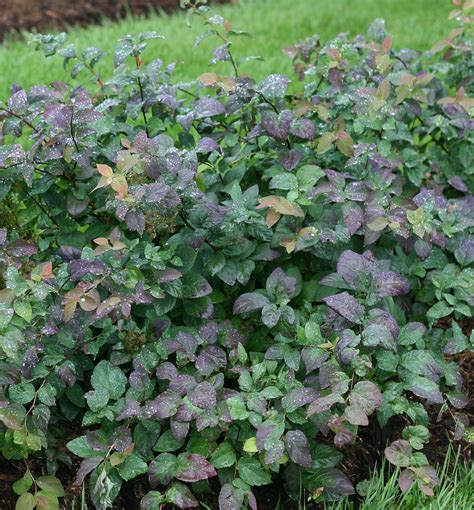 Blue Kazoo Spirea Companion Plants at Timothy Mears blog