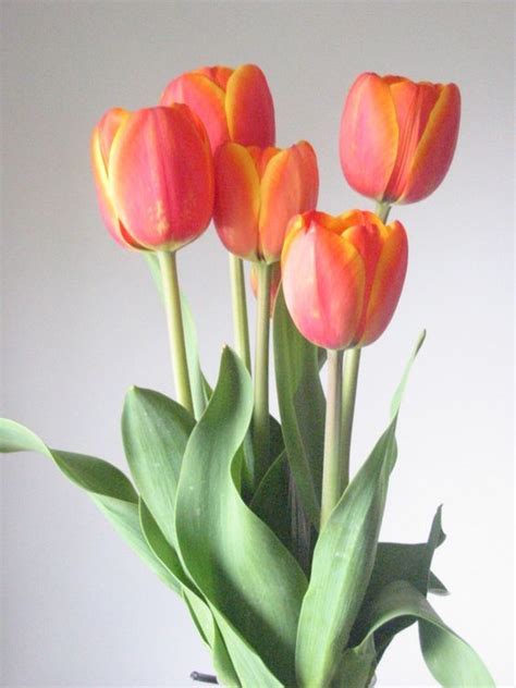 Three Orange Tulips In A Vase With Green Leaves