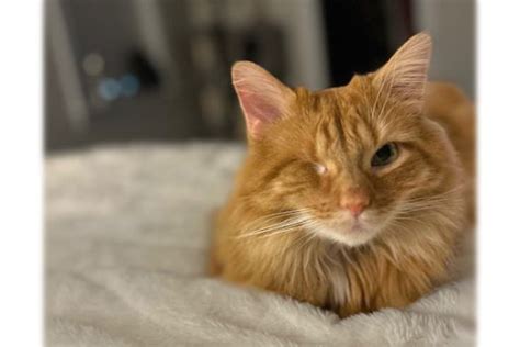 Tommy Cat Free Animal Doctor