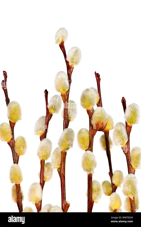 Spring Easter Pussy Willow Branches Isolated On White Background Stock Photo Alamy