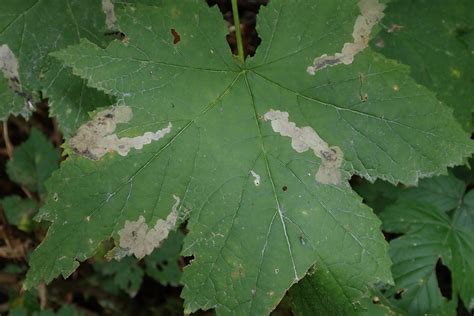 Metallus Capitalis From Mount Waddington BC Canada On September 29