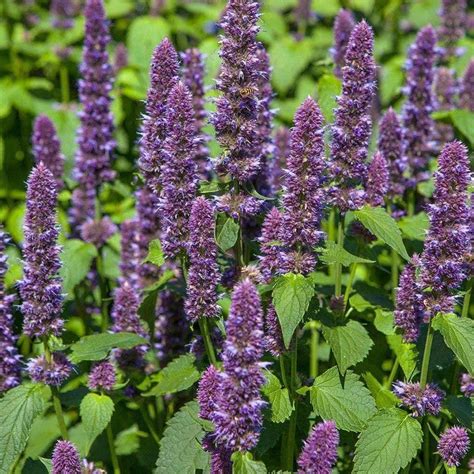 Лофант (96 фото) » НА ДАЧЕ ФОТО