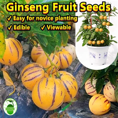 seedspack dwarf ginseng fruit seeds sweet pepino melon seeds