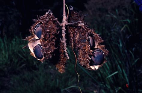 Mucuna Fabaceae Image 159434 At PhytoImages Siu Edu