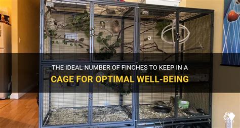 The Ideal Number Of Finches To Keep In A Cage For Optimal Well-Being