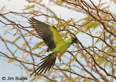 Black Hooded Parakeet