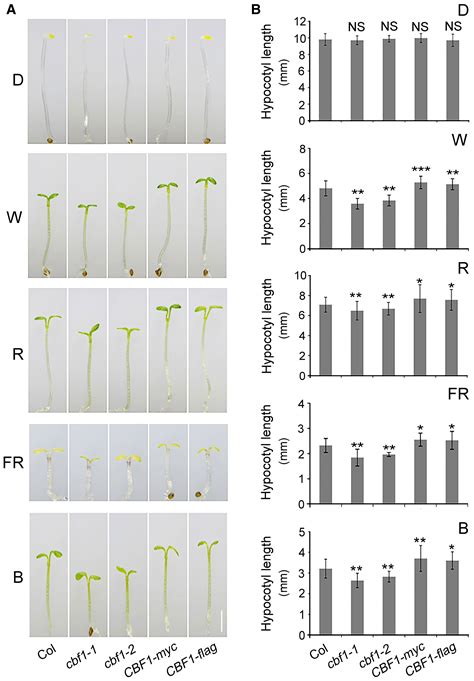 The Cold Response Regulator Cbf Promotes Arabidopsis Hypocotyl Growth