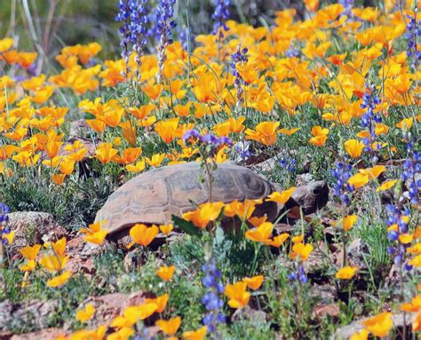 The Desert Tortoises Desert Tortoise Council