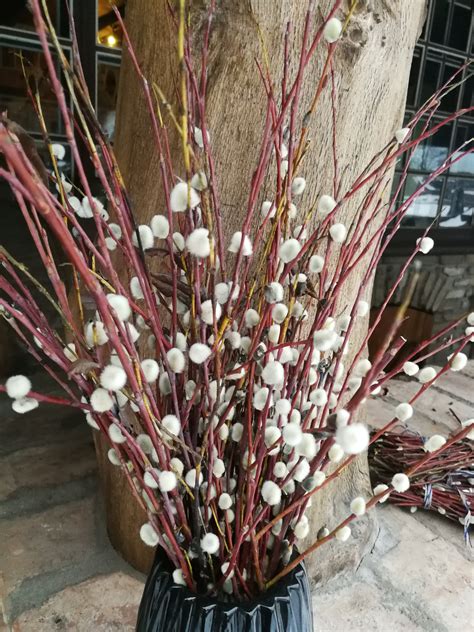 2022 Pussy Willow Stems Easter Decor Dried Pussy Etsy