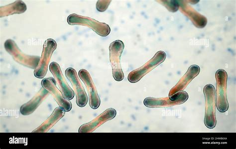 Corynebacterium Diphtheriae Illustration Stock Photo Alamy