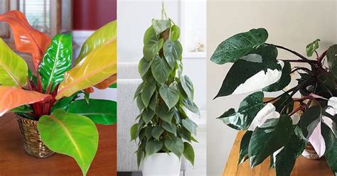 16 Types Of Philodendron Indoor Philodendron Varieties To Grow