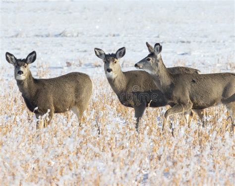 White-tailed Deer in Winter Stock Image - Image of mammal, space: 237453353