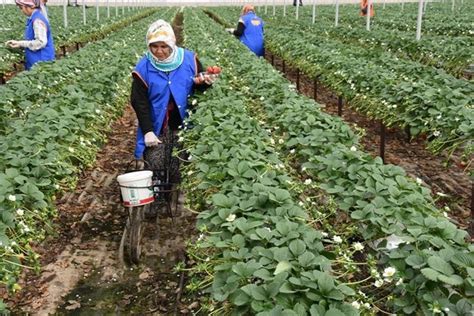 Mersin De Topraks Z Tar M Meyvelerini Verdi Do Ruhaber