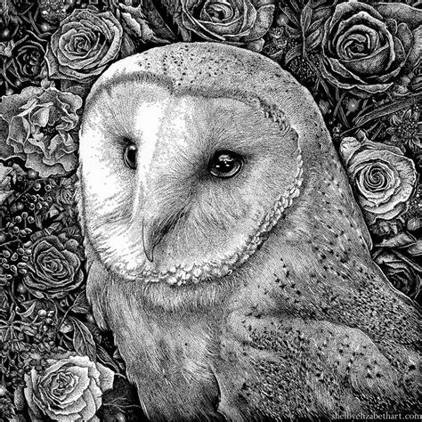 Barn Owl In Flowers Gallery Scratchboard Art Barn Owl Drawing