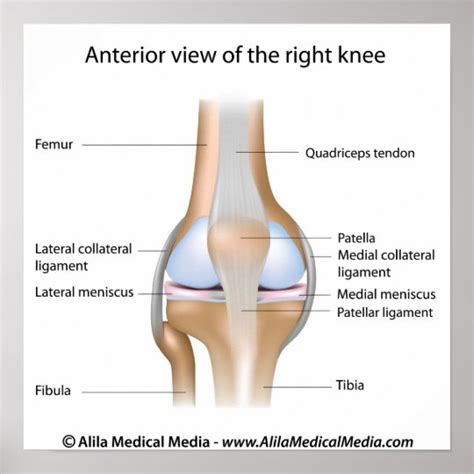Knee joint anatomy labeled diagram. poster | Zazzle.com