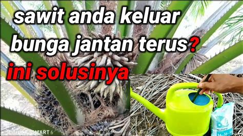 Cara Mengatasi Keluarnya Bunga Jantan Kelapa Sawit Youtube