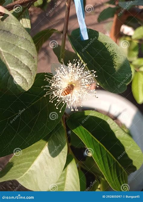 Beautiful Guava Tree Flowers when they Bloom Stock Image - Image of jambu, guava: 292805097