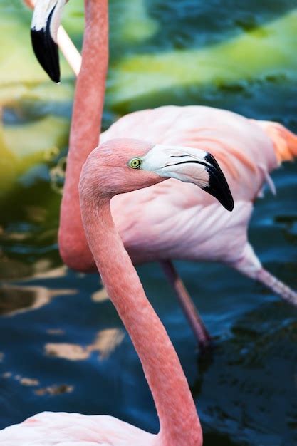 premium photo flamingo head closeup