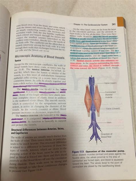 Essentials Of Human Anatomy And Physiology Textbooks Hobbies And Toys