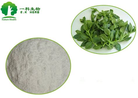 Andrographis Paniculata Extract Kariyt Kalmegh Extract