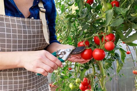 Una Mujer Jardinera Trabaja En Un Invernadero En Verano Recogiendo