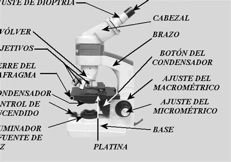 Cómo Calibrar Un Microscopio óptico Guía Paso A Paso