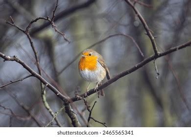 Ruddock Bird Royalty-Free Images, Stock Photos & Pictures | Shutterstock