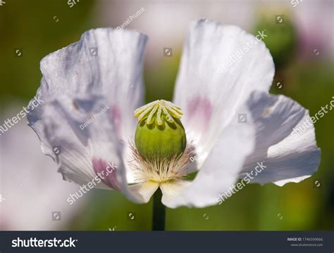 3,063 Opium Poppy Pods Images, Stock Photos & Vectors | Shutterstock