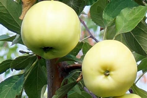 Яблоня, Сорт Белое Летнее - ФГБНУ ВНИИСПК