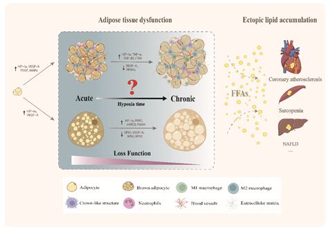 Cells Free Full Text Hypoxia As A Double Edged Sword To Combat