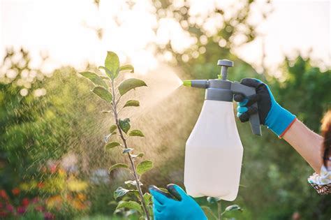 Sin Químicos El Truco Infalible Para Terminar Con Las Plagas E Insectos En Tu Jardín Minuto