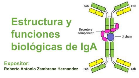 Estructura Y Funciones Biol Gicas De Iga El Estudiante M Dico