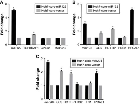 Effects Of Overexpression Of Mirnas On Potential Downstream Target Gene