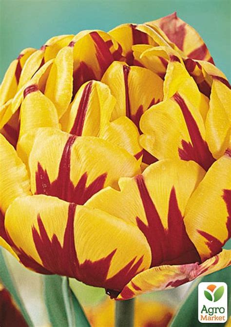 Тюльпан "Monsella" купити поштою в Одесі, Києві, Україні | Agro-Market ...