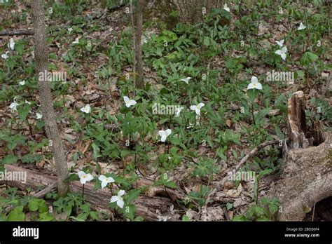 Glen Helen Preserve Yellow Springs Ohio Stock Photo Alamy