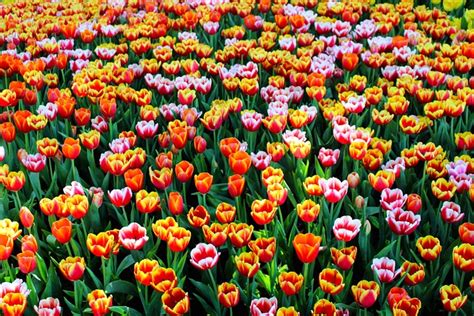 Tulipanes Flores Primavera Foto Gratis En Pixabay Pixabay