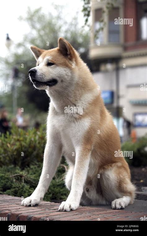 HACHIKO, HACHIKO: A DOG'S STORY , 2009 Stock Photo - Alamy