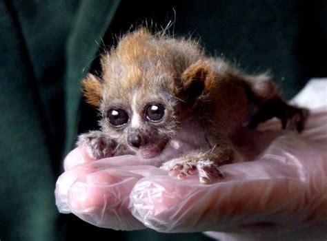 Pygmy Slow Loris Baby Is in Good Hands at Paignton Zoo - ZooBorns