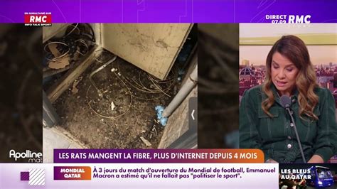 En Moselle les rats grignotent les câbles de la fibre et privent les