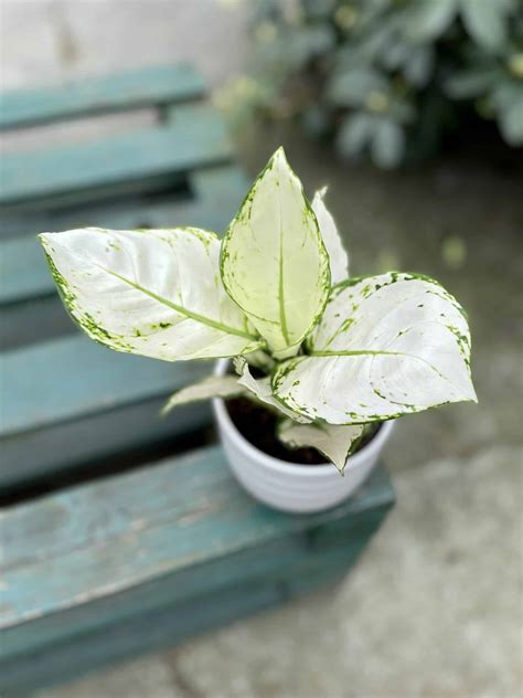 Aglaonema White Joy - Jungle Boogie