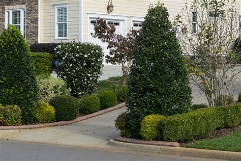 Tree Lined Driveway Planting A Colonnade