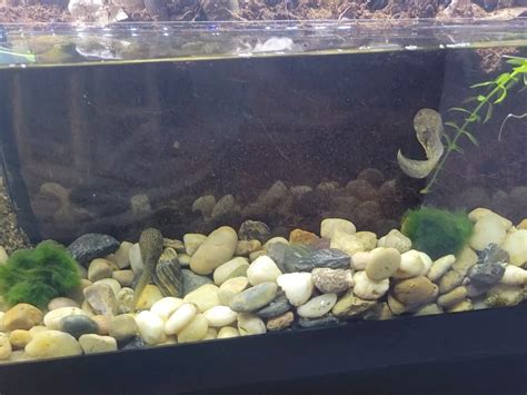 Has anyone raised leopard frog tadpoles before? : r/frogs