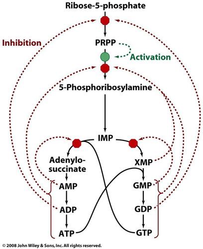 Purine Nucleotide Synthesis Regulation, Pyrimidine Synthesis ...