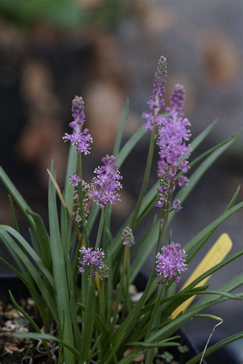 Barnardia Japonica Bulbs For Sale — Illahe Rare Plants